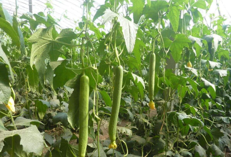 大棚种植丝瓜技术视频_大棚种植丝瓜技术要点_大棚丝瓜种植技术