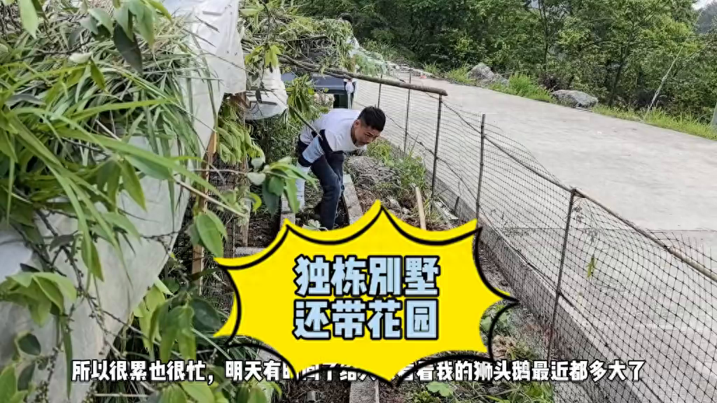 养鸡视频致富经_小鸡养殖致富视频_养殖小鸡技术视频播放