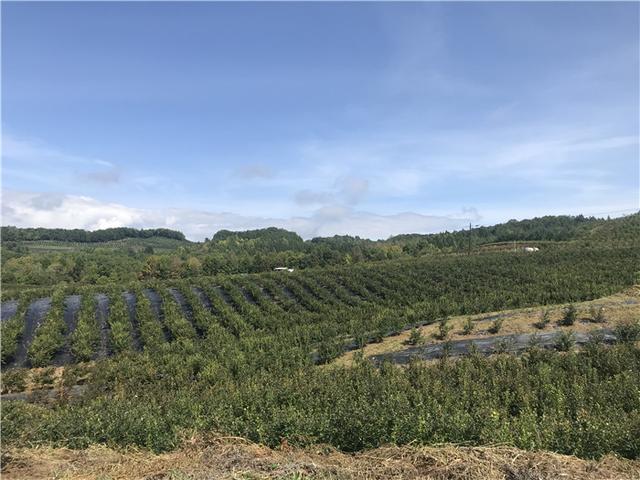 种植蓝莓致富故事_蓝莓致富经_致富种植故事蓝莓图片大全