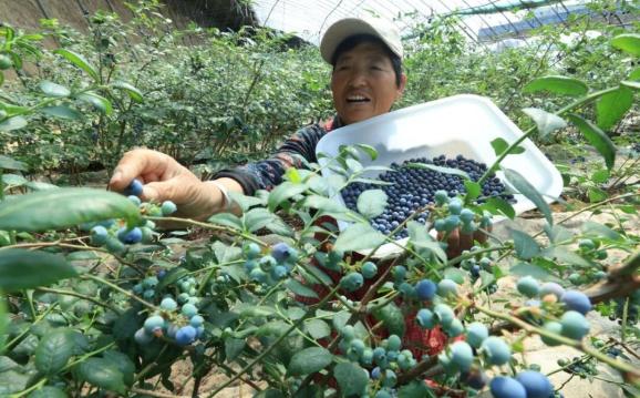 致富种植故事蓝莓图片大全_致富经蓝莓种植成亿万_种植蓝莓致富故事