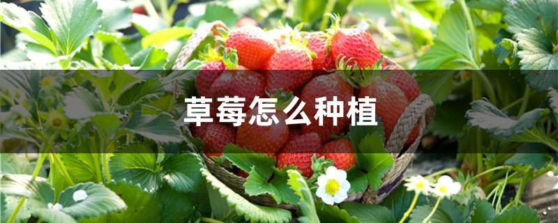 草莓怎么种植