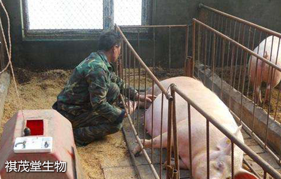 养猪扶贫项目实施方案_贫困户养猪致富_扶贫猪养殖致富