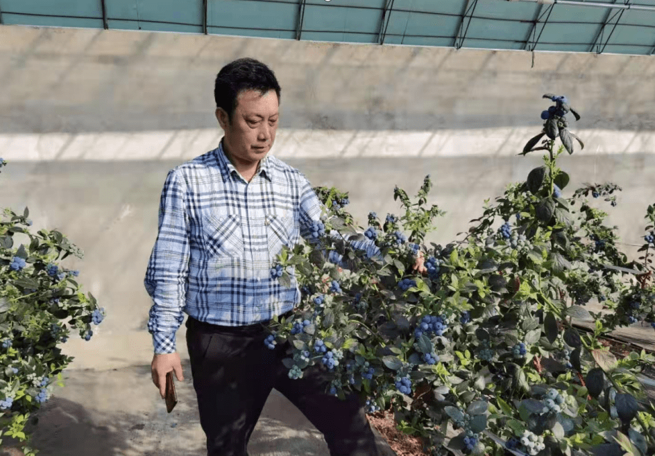 种植蓝莓致富故事_致富种植故事蓝莓图片大全_致富种植故事蓝莓图片