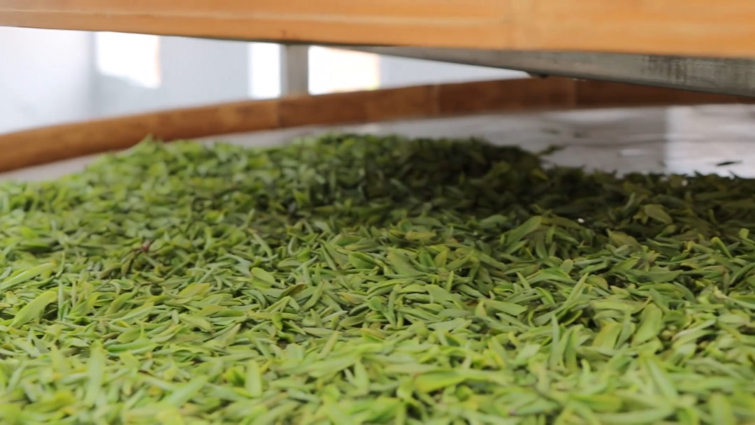 木兰树苗价格_致富木兰种植方法_木兰种植 致富