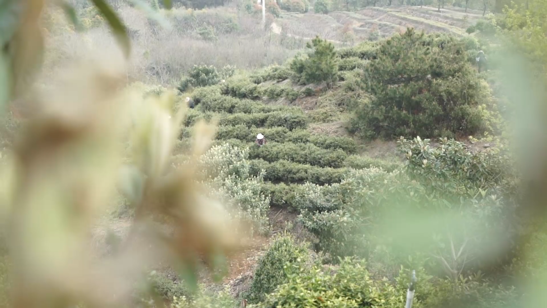 致富木兰种植方法_木兰种植 致富_木兰树苗价格