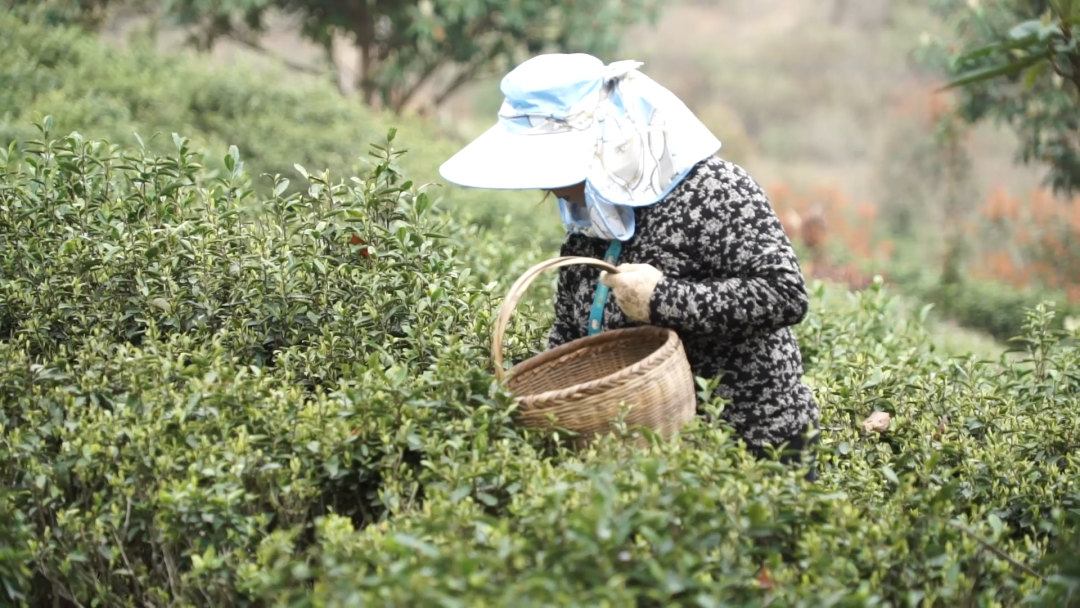 木兰树苗价格_木兰种植 致富_致富木兰种植方法