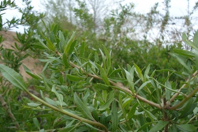 枸杞种植效益_致富经枸杞种植视频_农村种植枸杞致富