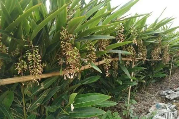 致富种植农村东西叫什么_致富种植农村东西叫什么名字_农村种植致富的东西叫什么