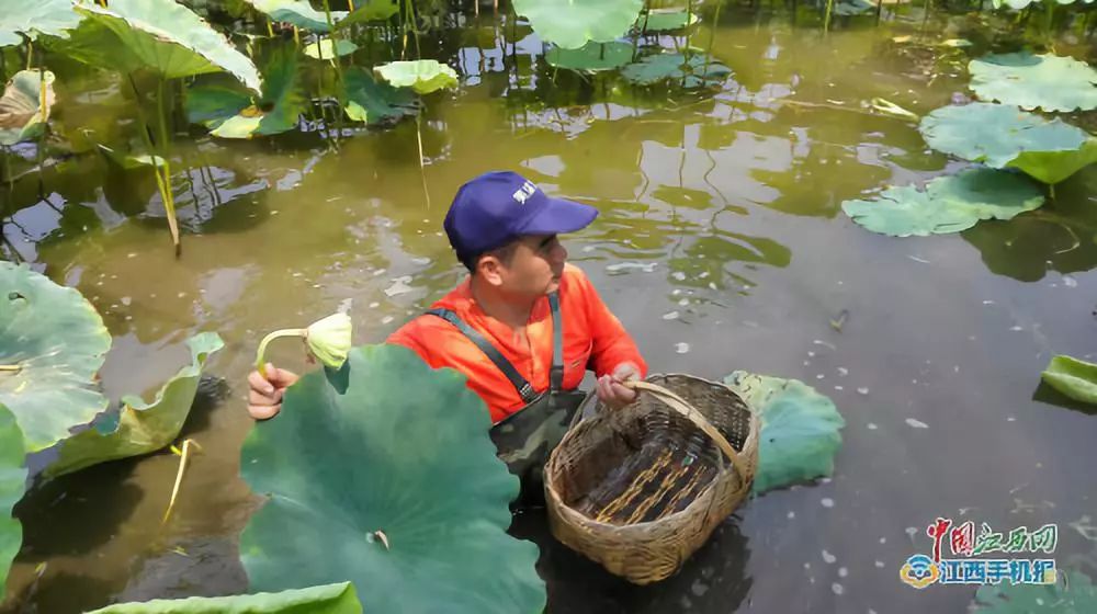 江西养殖业什么最赚钱农村_江西农村养殖什么好_江西农村养殖致富