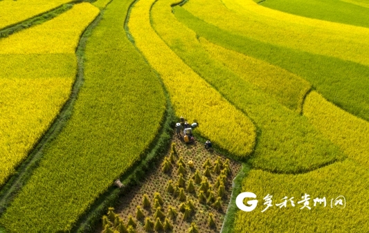 种植致富不再难_致富经种植业_致富种植什么比较赚大钱