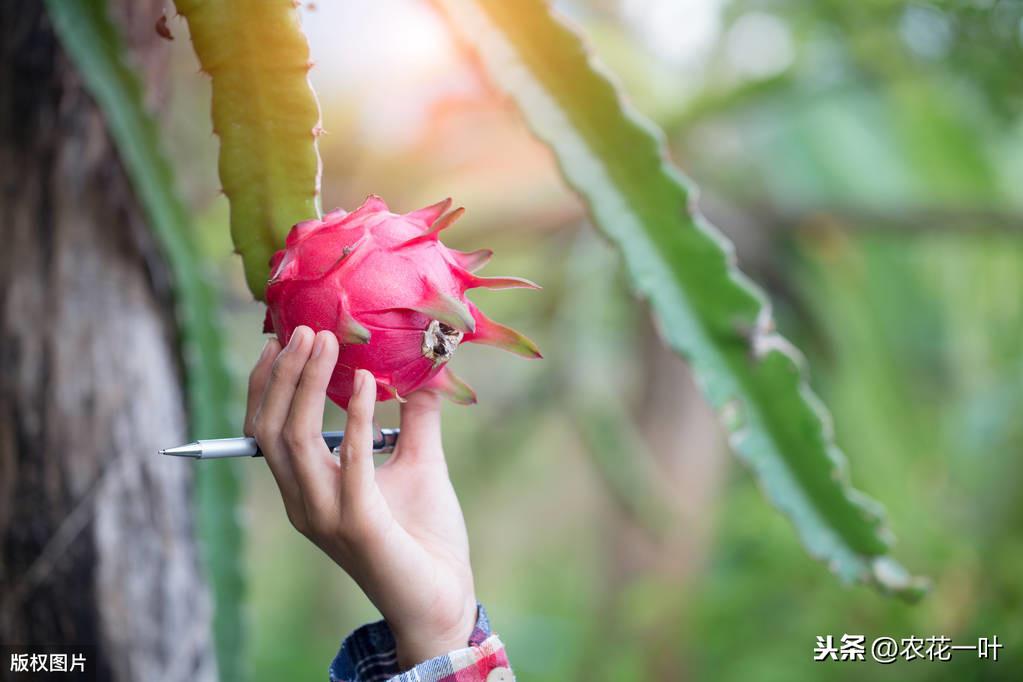 红心罗卜怎么种植技术_红心罗卜什么时候种_红心萝卜种植技术