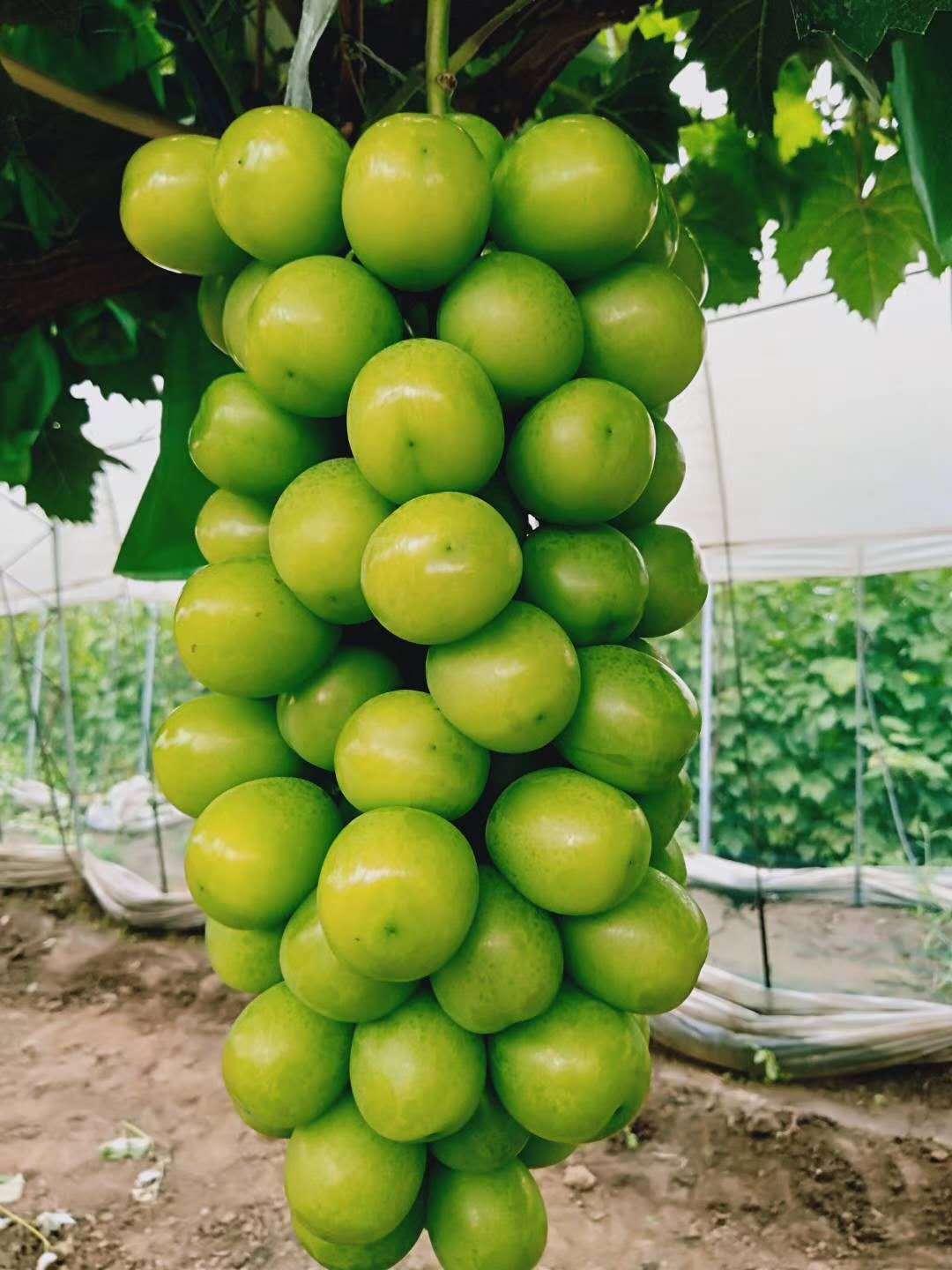怎么栽葡萄苗种植技术_栽苗种植葡萄技术与管理_葡萄苗种植技术视频