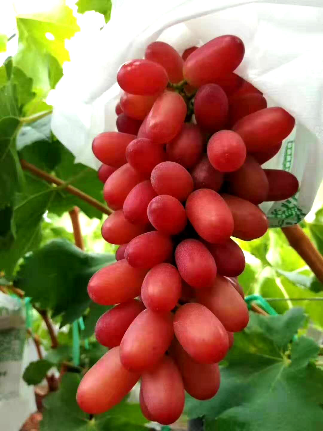 怎么栽葡萄苗种植技术_栽苗种植葡萄技术与管理_葡萄苗种植技术视频