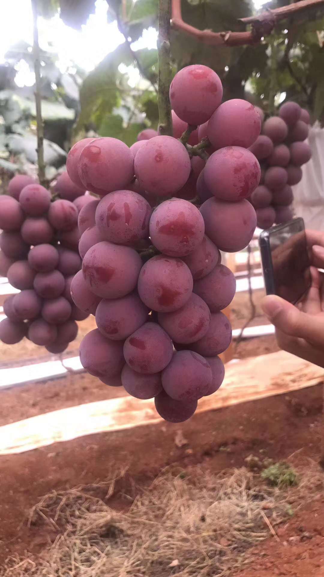 怎么栽葡萄苗种植技术_栽苗种植葡萄技术与管理_葡萄苗种植技术视频