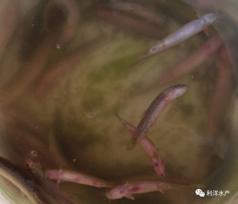 养殖泥鳅怎么养殖_养殖泥鳅的技术_泥鳅养殖技术列表