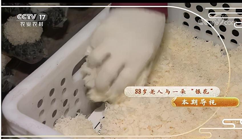 cctv农业节目致富经种植_中央7套致富经种植节目_中央致富频道视频