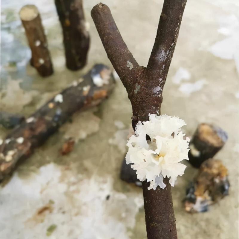 cctv农业节目致富经种植_中央致富频道视频_中央7套致富经种植节目