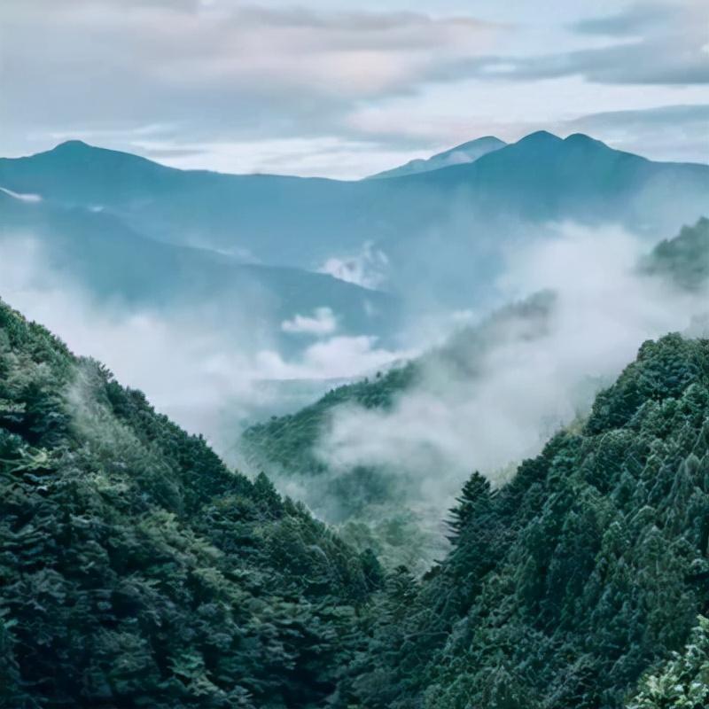 中央7套致富经种植节目_cctv农业节目致富经种植_中央致富频道视频