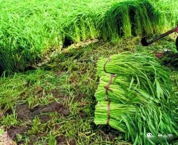 致富经空心菜种植技术_致富种植空心菜技术要求_空心菜种植视频致富经
