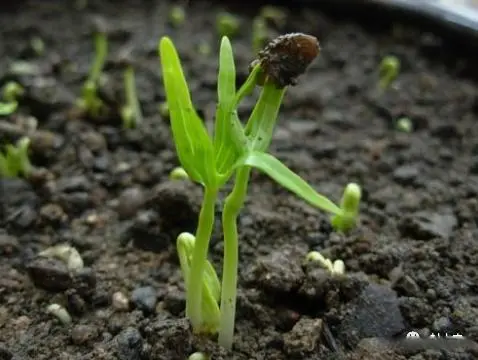 致富经空心菜种植技术_致富种植空心菜技术要求_空心菜种植视频致富经
