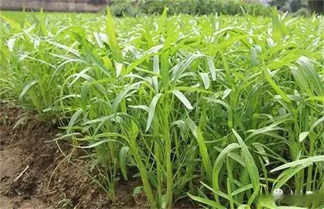 空心菜种植视频致富经_致富经空心菜种植技术_致富种植空心菜技术要求
