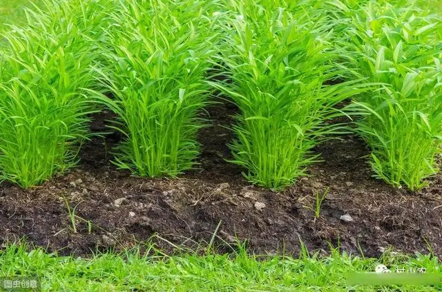 致富经空心菜种植技术_致富种植空心菜技术要求_空心菜种植视频致富经
