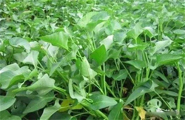 致富种植空心菜技术要求_致富经空心菜种植技术_空心菜种植视频致富经