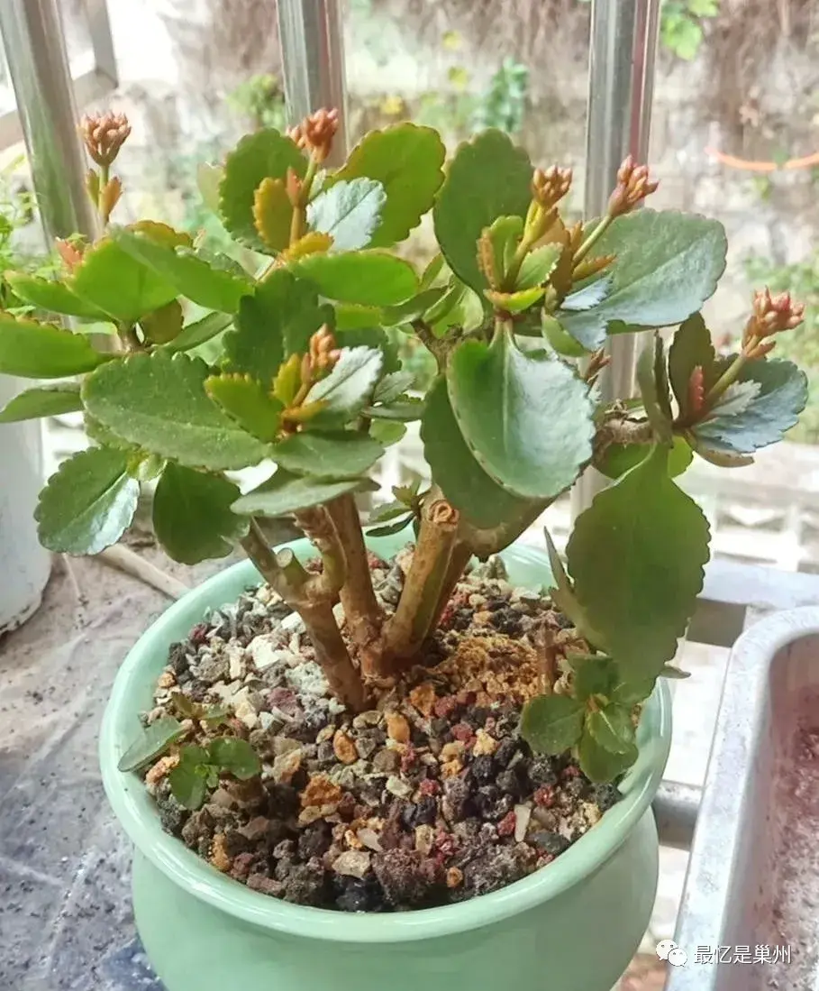 四季蒜苗种植致富_佛甲草屋顶种植_种植佛甲草致富案例