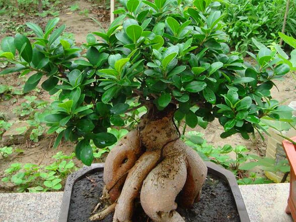红薯的养殖_红薯养殖技术视频_红薯养殖技术