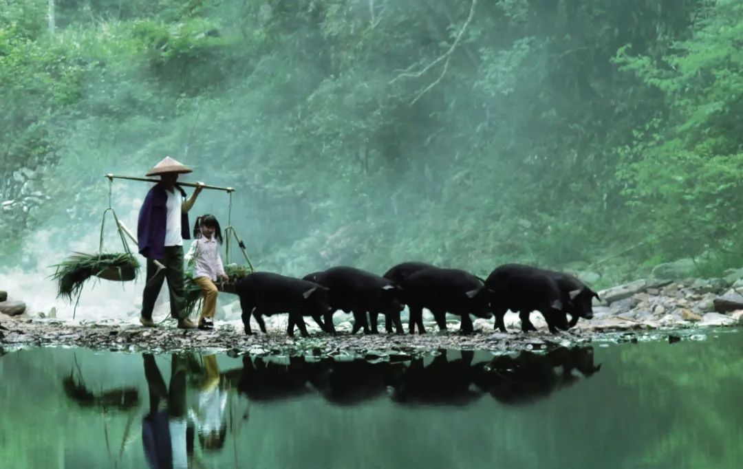 湘村黑猪