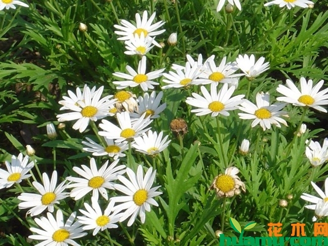 白晶菊种植方法