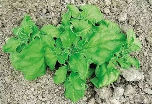海洋种植致富方法_海上种植_海洋种田