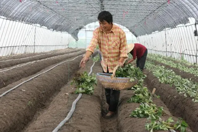 农民种植致富虫_致富经养虫子_农村致富种