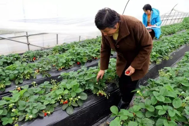 农民种植致富虫_致富经养虫子_农村致富种