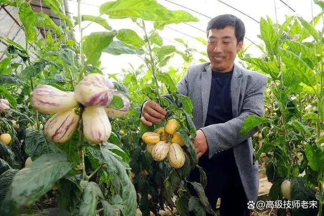 人参果种植时间及方法：从入门到精通的全方位指南