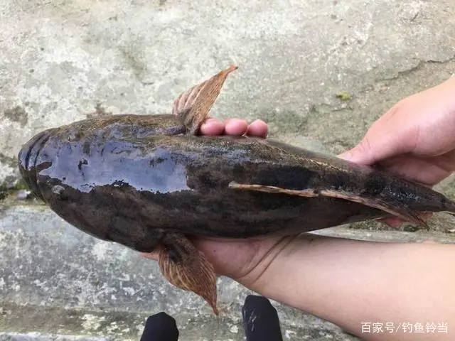 沙塘鳢养殖成本与利润_沙塘养鱼要注意什么_沙塘鳢养殖使用技术