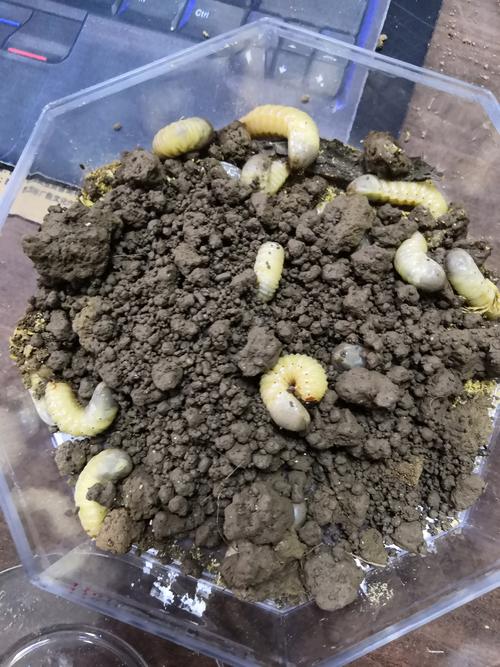 虫子鸡蛋骗局_致富经养虫子鸡视频全集_致富经虫子鸡蛋