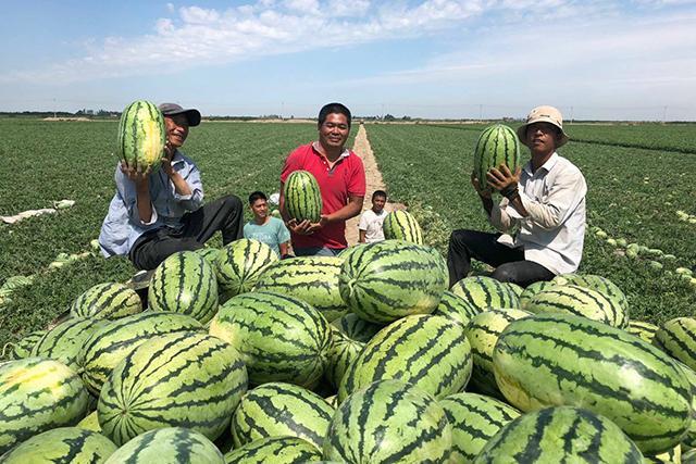 让西瓜又大又甜必须嫁接？重茬地里种瓜，要做好这几步