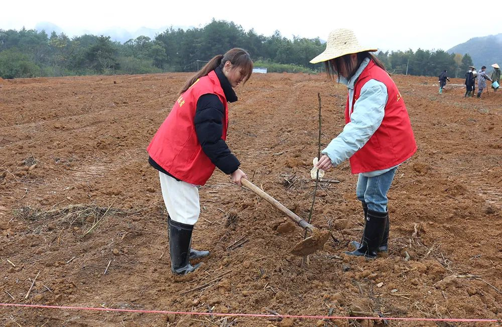 种植农作物机器_农村种植致富机器_农村种植致富新项目