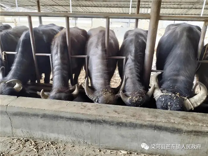 养水牛视频农村养牛技术_水牛养殖致富视频_视频致富养殖水牛骗局