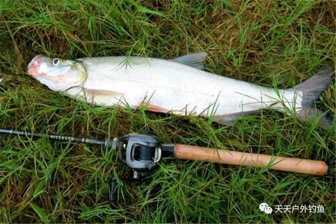 致富养殖翘嘴鱼视频_翘嘴养殖致富_致富养殖翘嘴鱼