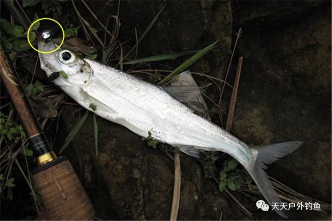 致富养殖翘嘴鱼视频_致富养殖翘嘴鱼_翘嘴养殖致富