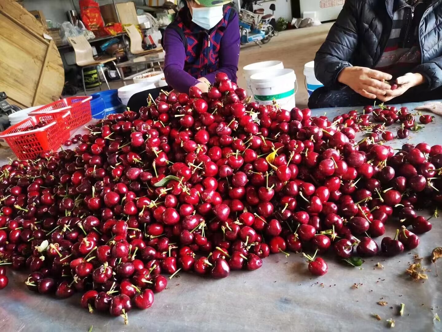 致富经樱桃种植视频_致富经大樱桃_致富经樱桃种植