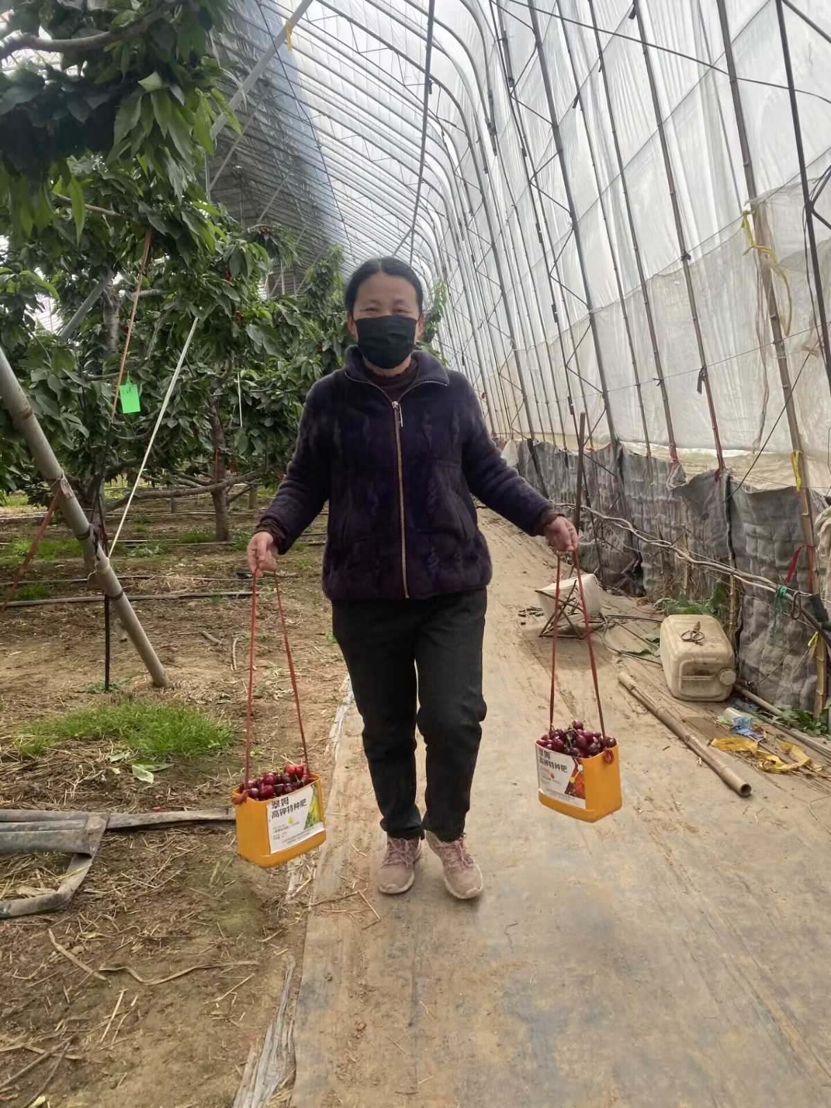 致富经樱桃种植_致富经樱桃种植视频_致富经大樱桃