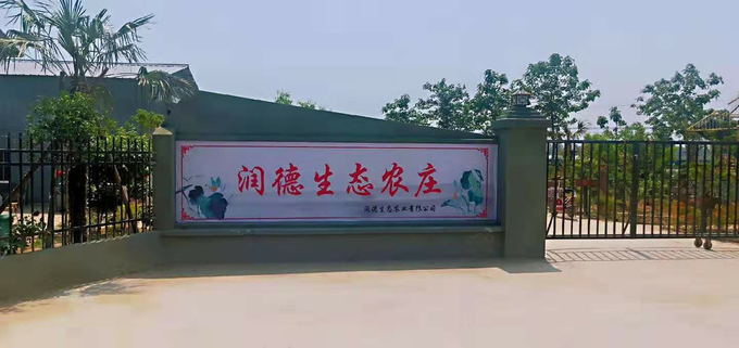 致富经蛋白虫养殖技术_致富经虫子鸡蛋_致富经养虫子鸡视频全集