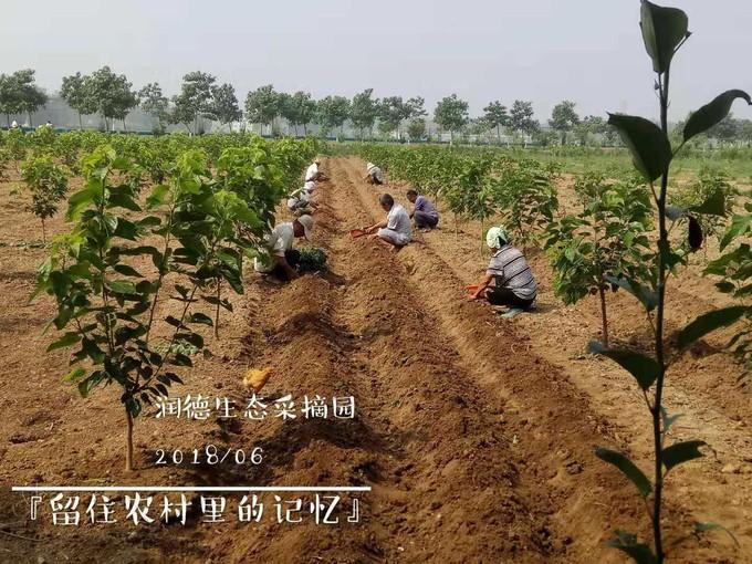致富经养虫子鸡视频全集_致富经蛋白虫养殖技术_致富经虫子鸡蛋