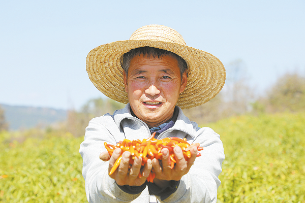 【走进乡村看小康】陕西洛南县:产业兴旺 打出带农益农“组合拳”