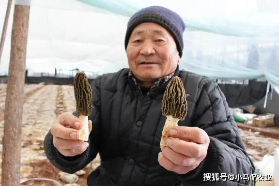 致富种植菌子图片_致富种植菌子视频_菌子种植致富