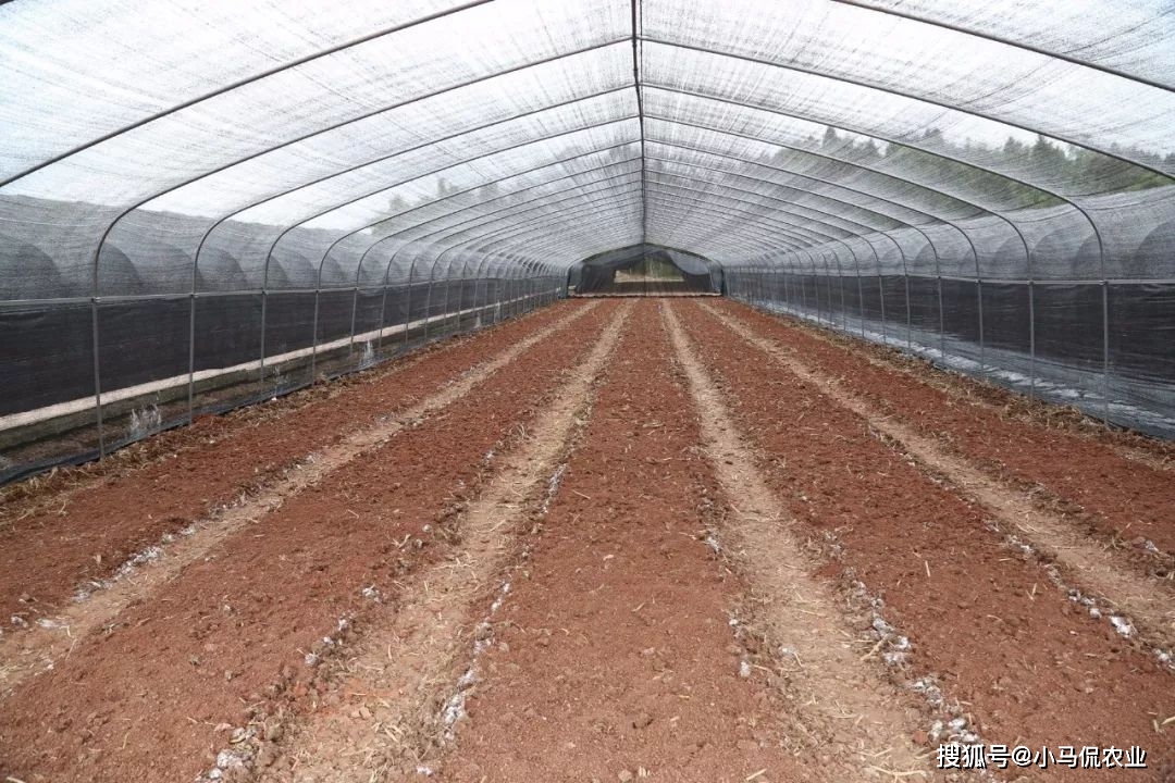 致富种植菌子视频_致富种植菌子图片_菌子种植致富