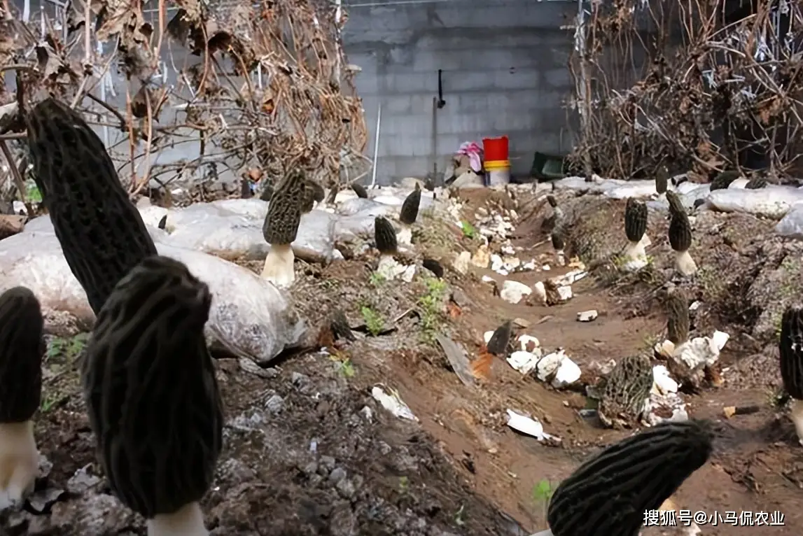致富种植菌子视频_致富种植菌子图片_菌子种植致富